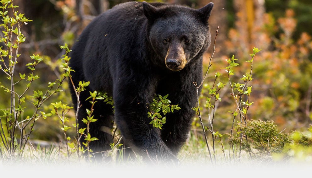 Bear Hunting Saskatchewan